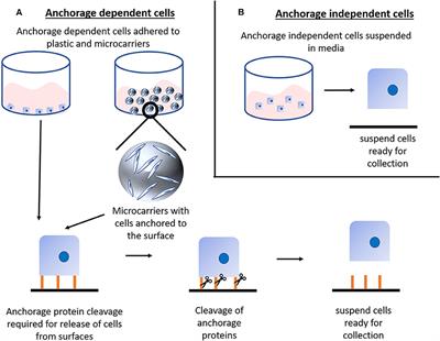 Scale-Up Technologies for the Manufacture of Adherent Cells